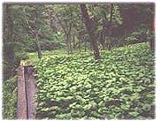 picture of wasabi growing in Japan