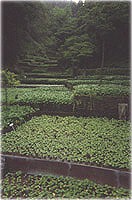 picture of wasabi growing in Japan