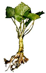 picture of a wasabi plant