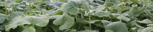 Healthy Wasabi Plants grown using information in Wasabi Growers Primer