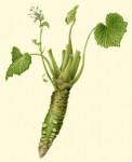 Drawing of wasabi plant