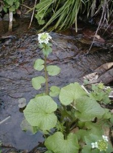 Wasabi plant growing in flowing water