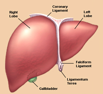 A damaged liver does not look like this.