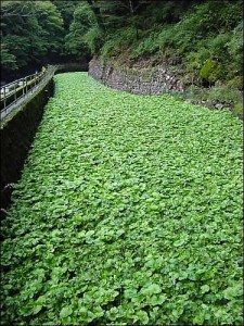 Beaverton Foods Stop growing wasabi after buying wasabi farm