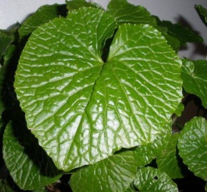 Healthy Wasabi Leaf. You can get these results with the information available at the Wasabi Growing Training Club