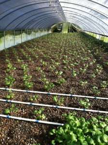 US Grower replanted after frost damage