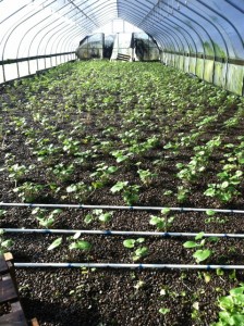US Grower replaced frost damaged wasabi crop.