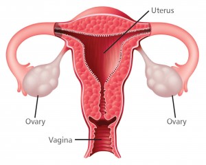 Ovarian Anatomy - no ovarian cancer