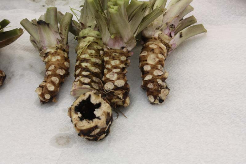 Blackheart in Wasabi