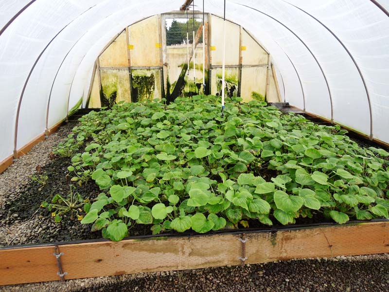 Wasabi grown in small indoor growing bed