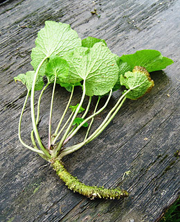This is True Wasabi (Wasabia japonica) This is a plant that grows either in the ground or in water.