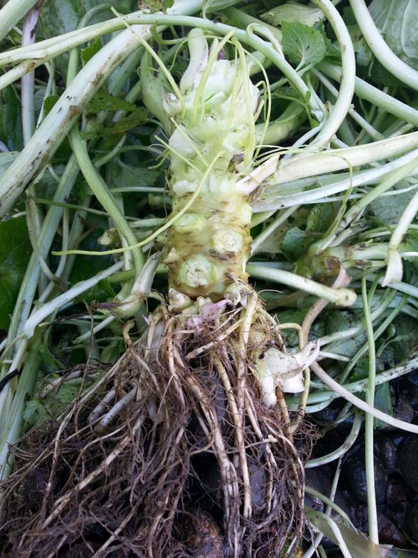 Wasabi rhizome partly trimmed to show the difference between before and after