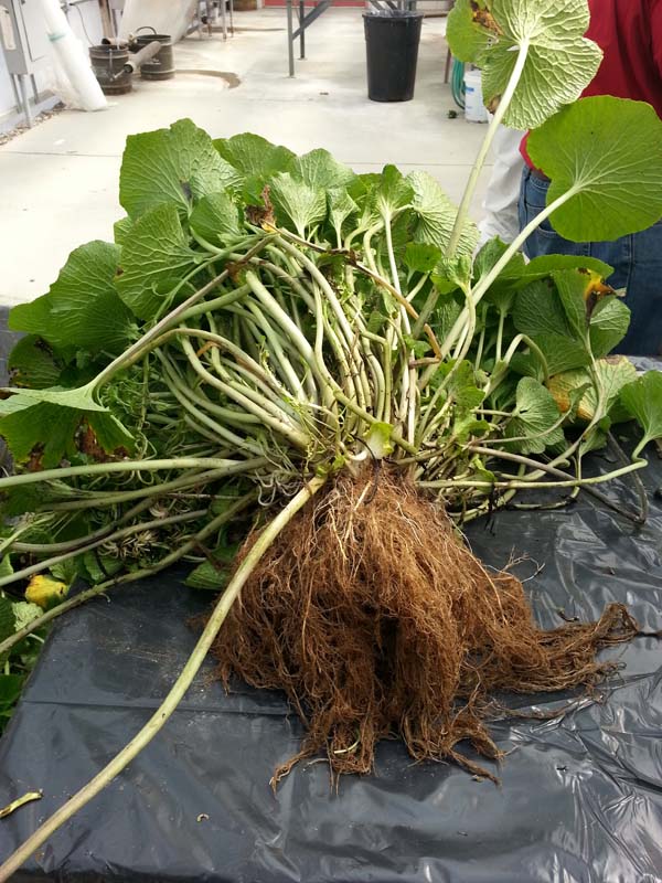 Wasabia japonica whole plant when harvested.