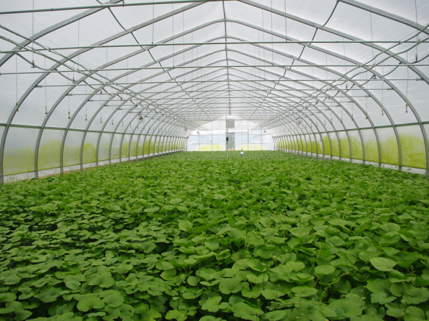 Inside view of Wasabi growing greenhouse. Note hanging water sprays.