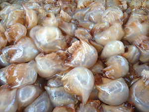 Jellyfish protein film produced from these non- aggressive creatures