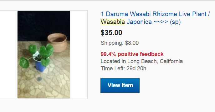 Buying Wasabi Plants - Individual