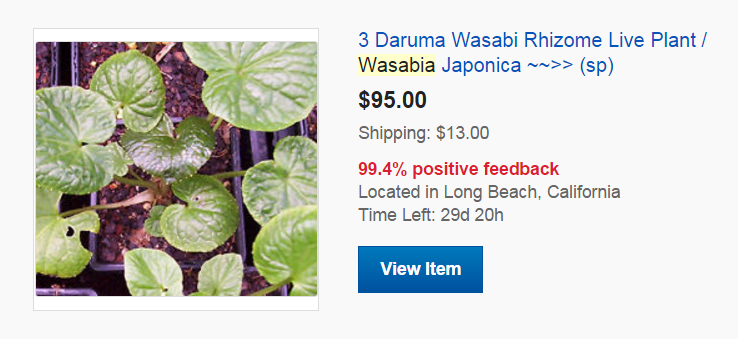 Buying Wasabi Plants - 3 Plants