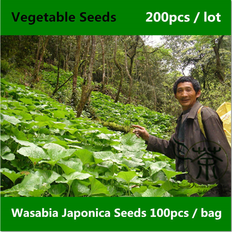Buying Wasabi Seeds