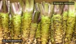 Wasabia japonica rhizome ready for sale