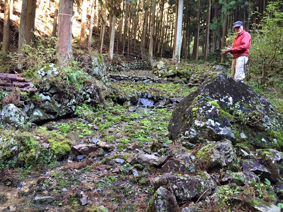 Old Wasabi growing terrace in Japan amongst trees.
