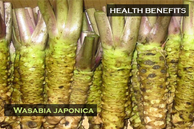 Wasabia japonica rhizomes after cleaning and ready for processing or eating