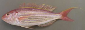 Picture of Golden Threadfin Bream. Currently classified as Endangered due to overfishing.