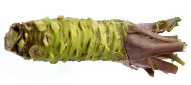 Sawa Wasabi rhizome - trimmed, cleaned and ready for grating.