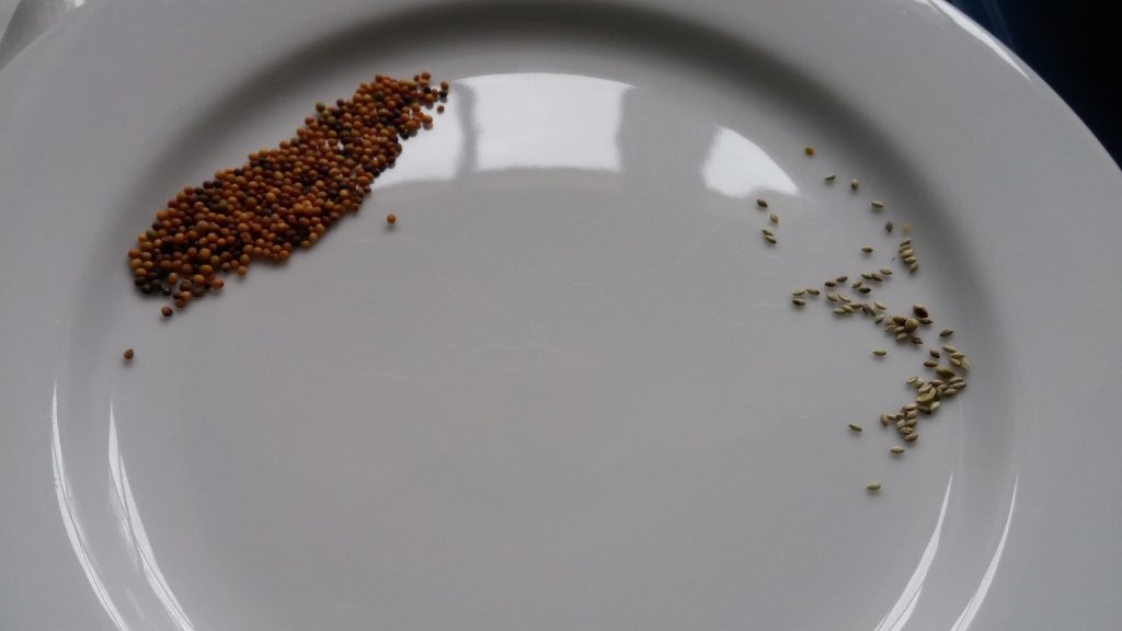 differences-in-seeds