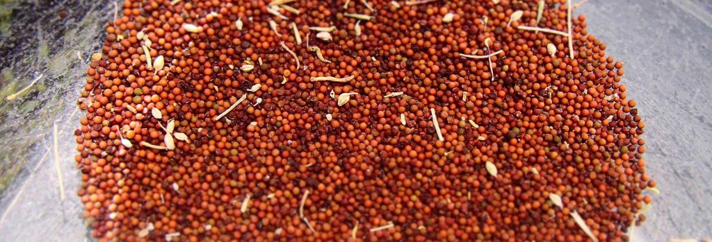 Mustard seed (as harvested).