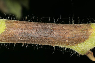 This what you need to look for on the rhizome and/or the petiole (leaf stem), The plant shown is NOT Wasabia japonica.