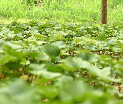 Ground grown wasabi surrounded by wild grass.