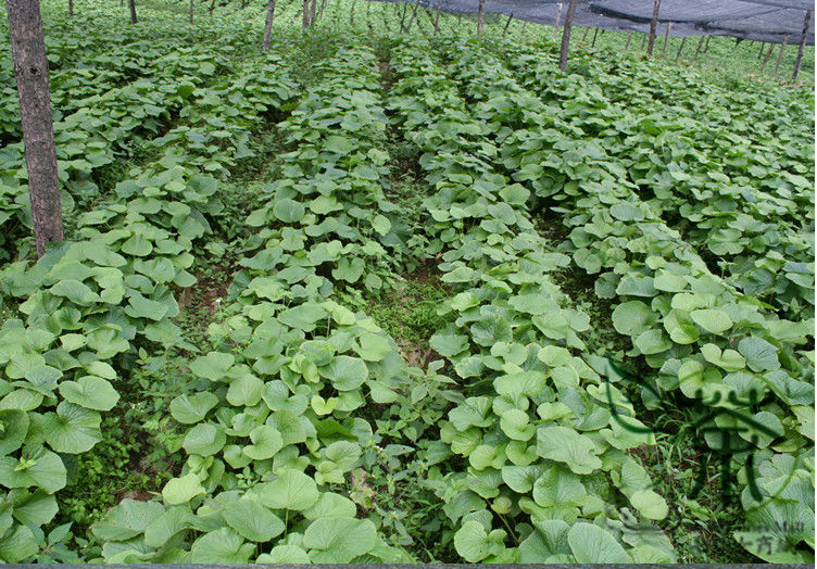 Wasabi Farm - growing in the ground - rows of wasabi