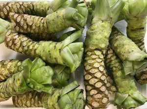 These are true Wasabi rhizomes.
