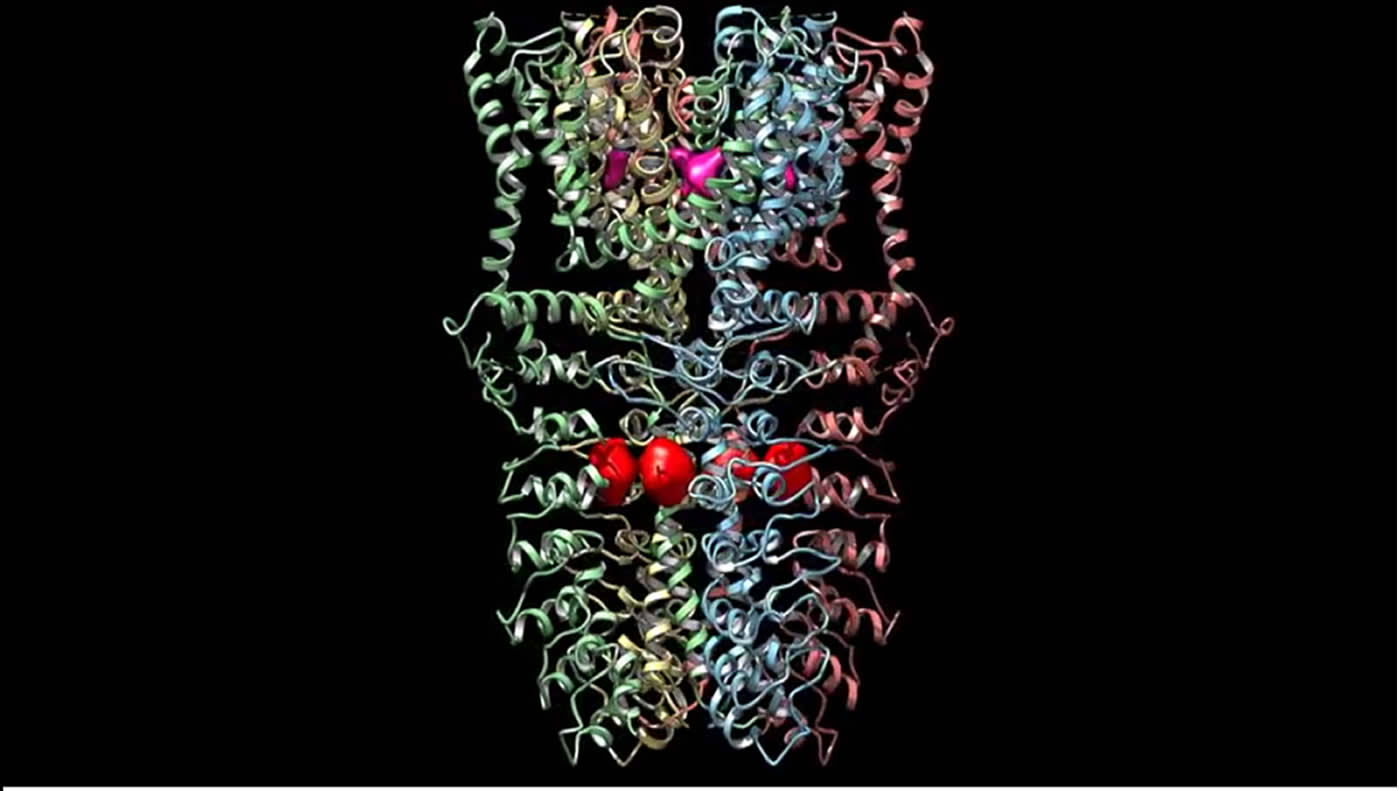 This is what a TRPA1 receptor looks like.